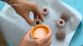 How To Clean Sea Urchins [upl. by Adnawaj]