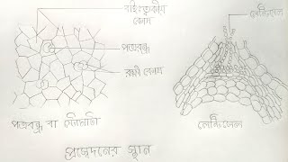 How to draw stomata and lenticel। Stomata diagram। Easily lenticel drawing 🌱 [upl. by Olivette]