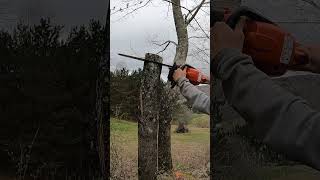 Pollarding Ash trees to keep them alive treework treeservice chainsaw husqvarna firewood [upl. by Aerdnahs]