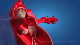 Human Circulatory System [upl. by Weatherley]