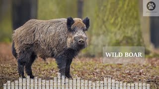 Wild boar sounds at night Wild hog sounds in dark forest [upl. by Rubma347]