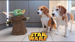 BABY YODA vs DOGS IN REAL LIFE Funny dog Louie The Beagle [upl. by Carmella]