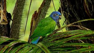 Blueheaded Parrot Columbia [upl. by Tarfe]