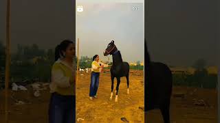 KATHIYAWADI HORSE 🐎 STATUS ♥️ lovely song kathiyawadihorse shortvideo horse lovesong viralsong [upl. by Dixon]