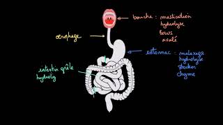 À la découverte du tube digestif [upl. by Oiruam]
