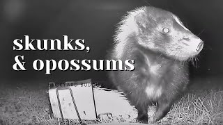 After Dark Mr Skunk amp Mr Opossum [upl. by Marsha359]