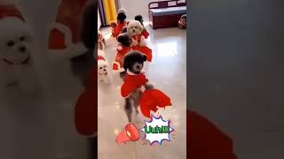 humor perritos bebés hermosos Encontrado en la red créditos a su autor [upl. by Costin]