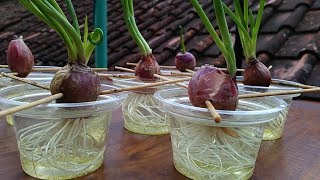 How to regrow onions from a tiny scrap [upl. by Niletak683]