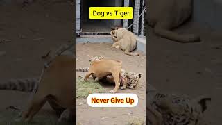 Dog vs Tiger viral tiger dog lion shorts shortsfeed ytshorts ytshortsvideo ytshortsviral [upl. by Drabeck157]