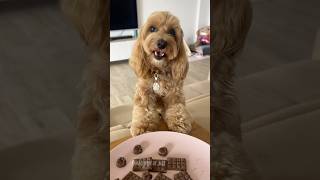 HO MANGIATO LA CIOCCOLATA 🍫😱 maltipoo dogtreats maltipoodog [upl. by Shuman]