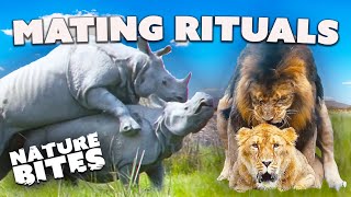 Love in the Wild Animal Mating Rituals  Nature Bites [upl. by Samuela]