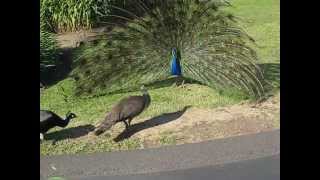 Peacock Mating 6 [upl. by Ahsienot]