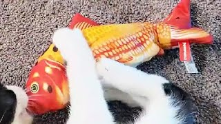 Potaroma Floppy Fish Cat Toy Interactive Flopping Moving Fish Toy Your cats new favorite toy [upl. by Aniehs913]