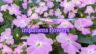 Impatiens A Colorful Addition to Your Garden 🌸🌸🌸 2024 [upl. by Ueihtam610]