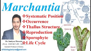 Marchantia Life Cycle Systematic Position Occurrence Reproduction Thallus Structure Sporophyte [upl. by Acisseg]