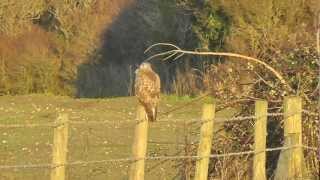 Buzzard and rabbits [upl. by Fritz164]