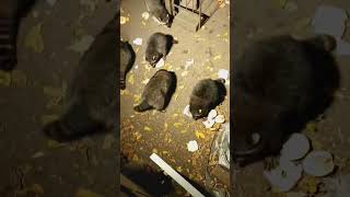 raccoon baby raccoon raccoons animal animalhelp fyp animals animallover animalshorts cute [upl. by Attaymik]