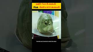 Fish face 🤔 shortsviral ytshorts scienceactivities donotmisstheend viralshort [upl. by Adriena570]