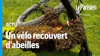 Un énorme essaim dabeille sest installé sur un vélo [upl. by Annaohj]