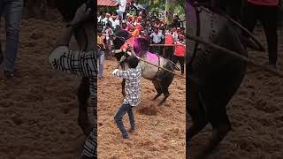 🔥😈 Standing 🔥Hero😈🔥🎇tamilshorts shortvideo jallikattu teamjallikattu jallikattulover [upl. by Melda]