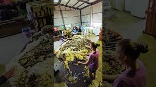 Fleece animal farming sheepherding sheepranch animalfarming sheep shearing shed [upl. by Ervin]