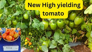 Syngenta new high yielding tomato Aviraj F1 Hybrid [upl. by Christiansen]