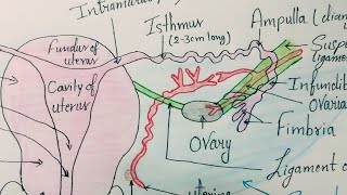 Anatomy of the Uterine tube  Fallopian tube  Salpinx [upl. by Wallas]