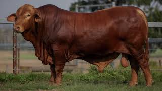 Droughtmaster National Sale 2024  Lot 81  Garthowen End Game 3 [upl. by Noirda]