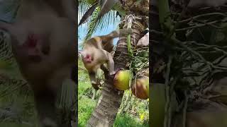 Macaco catador de côcos [upl. by Anilah680]