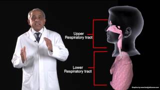 Funky Anatomy EXAM QUESTIONS Trachea and Bronchial Tree [upl. by Oiram724]