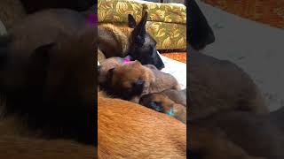 🟢 Mom dog feeds puppies sounds of 3 week old puppies [upl. by Elleirda346]