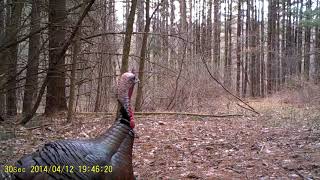 Perfect Video of Eastern Wild Turkey Gobbling  Covert Black 60 [upl. by Eelidnarb936]