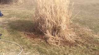 How To Rid a Pampas Grass In 1 Min [upl. by Roeser205]