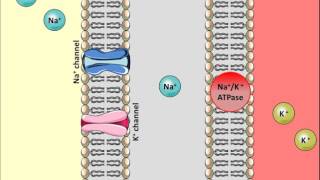 Thiazides Diuretics  Mechanism of action [upl. by Jar763]