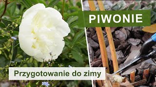 Jak zabezpieczyć piwonie na zimę [upl. by Olwena]