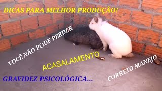 Dicas para acasalamento dos coelhos como evitar gravidez psicológica [upl. by Nomzzaj789]