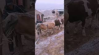 Record the daily life of cattle breeders Camel 372 [upl. by Aym]