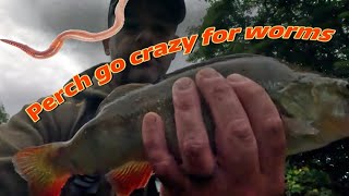 This killer method will catch you so many perch [upl. by Garrick]