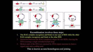 Immunology BCR antibody genetic diversity mechanisms [upl. by Moselle272]