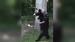 Bear Who Walks On Two Legs Is Back To Strolling Around The Neighborhood [upl. by Salena749]