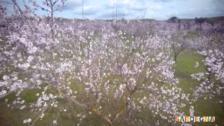 La Sardegna dei mandorli in fiore [upl. by Kauffman]