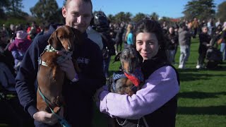 Sausage dogs owners rejoice after breaking Guinness world record [upl. by Hildie169]