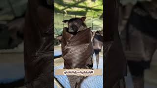 Kittis Hognosed Bat bats lubeebats cute kitties foryou funny wildlife animals [upl. by Robbin636]