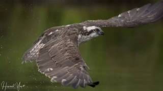 Aviemore Osprey Caught Large Trout [upl. by Aralomo854]