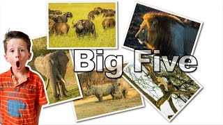 We Saw The BIG 5 Incredible Kruger National Park Safari South Africa [upl. by Navek]