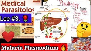 malaria plasmodium 2🛑🛑malaria plasmodium life cycle malaria plasmodium falciparum parasitology [upl. by Anilah695]