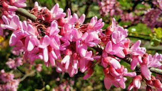 Judas Tree  Redbud Cercis siliquastrum  eat this Biblical Plant [upl. by Gabor108]