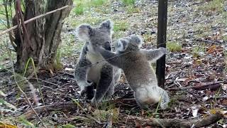 Baby Koala caught on wire  part 2  Freedom [upl. by Mcnally774]