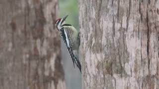 yellow bellied sapsucker on cabbage palm [upl. by Boggs]