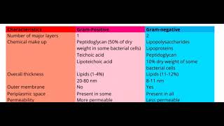 Difference in cell wall of Gram positive and Gram negative bacteria [upl. by Ijies]